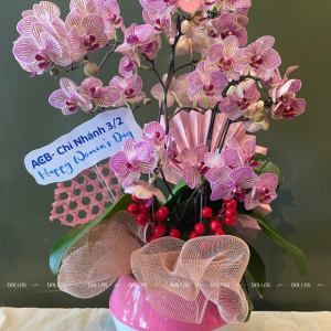 Chậu Lan Hồ Điệp Mini Hồng 6 Cành Đôi (M3-H2/05)