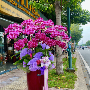 Chậu Hoa Lan Hồ Điệp Đột Biến Tím 15 Cành (Đ15-ĐB1/02/C)