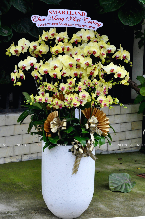 SMARTLAND - Chậu Hoa Lan Hồ Điệp Vàng Chúc Mừng Khai Trương Văn Phòng Thủ Thiêm Zeit River