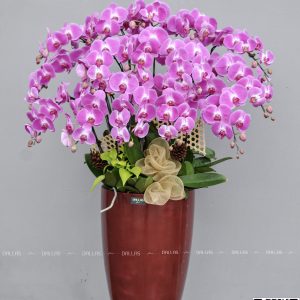 Chậu Lan Hồ Điệp Hồng 15 Cành (Đ15-H1/03/C)