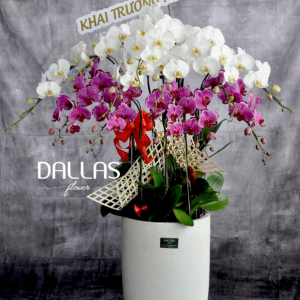 Chậu Lan Hồ Điệp Trắng Tím 12 Cành (Đ12-Mix1/01/C)