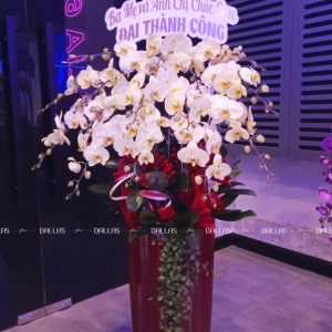 Chậu Hoa Lan Hồ Điệp Xanh Táo 15 Cành (Đ15-XT1/04/CP)