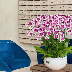 Chậu Lan Hồ Điệp Đột Biến 20 Cành (Đ20-ĐB1/02)