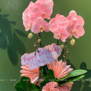 Chậu Lan Hồ Điệp Hồng Pastel 2 Cành (Đ2-NH1/01)