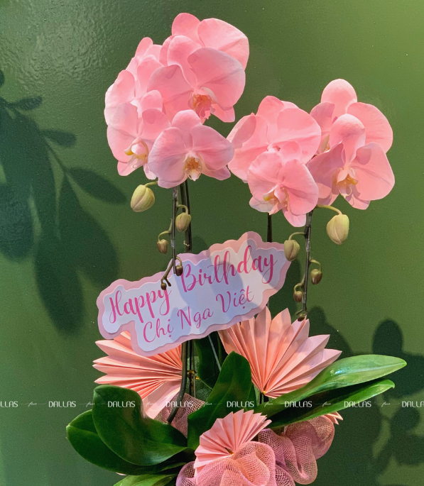 Chậu Lan Hồ Điệp Hồng Pastel 2 Cành (Đ2-NH1/01) Chậu Lan Hồ Điệp Hồng Pastel 2 Cành (Đ2-NH1/01)