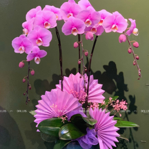 Chậu Lan Hồ Điệp Hồng Anna 3 Cành (Đ3_H1/03)