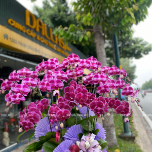 Chậu Hoa Lan Hồ Điệp Đột Biến Tím 15 Cành (Đ15-ĐB1/02/C)
