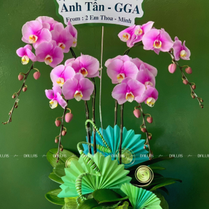 Chậu Lan Hồ Điệp Hồng Anna 4 Cành (Đ4-H1/01)