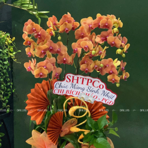 Chậu Lan Hồ Điệp Cam 10 Cành Đôi (Đ5-C2/03)
