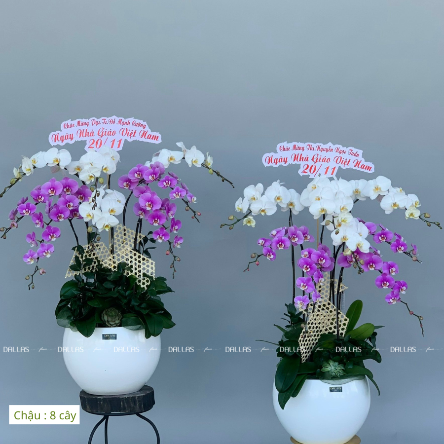 HIU - Hoa Lan Hồ Điệp Chúc Mừng Ngày Nhà Giáo Việt Nam