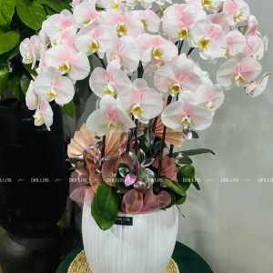 Chậu Lan Hồ Điệp Hồng Pastel 8 Cành Đôi (Đ4-NH2/01)