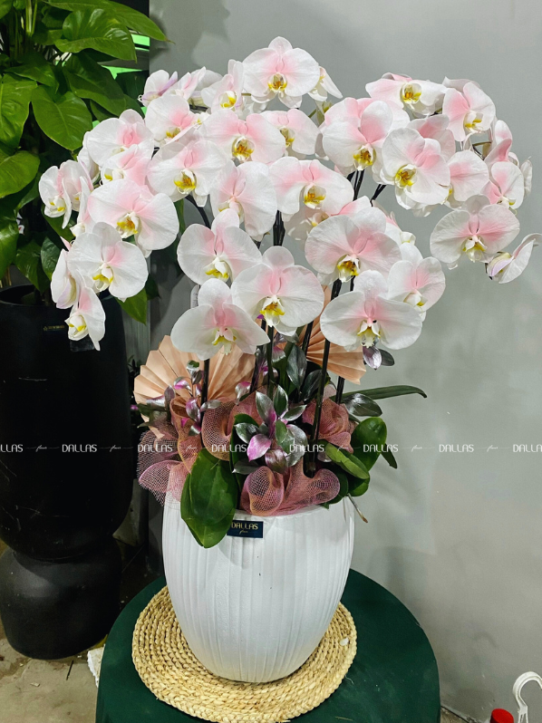 Chậu Lan Hồ Điệp Hồng Pastel 8 Cành Đôi (Đ4-NH2/01) Chậu Lan Hồ Điệp Hồng Pastel 8 Cành Đôi (Đ4-NH2/01)