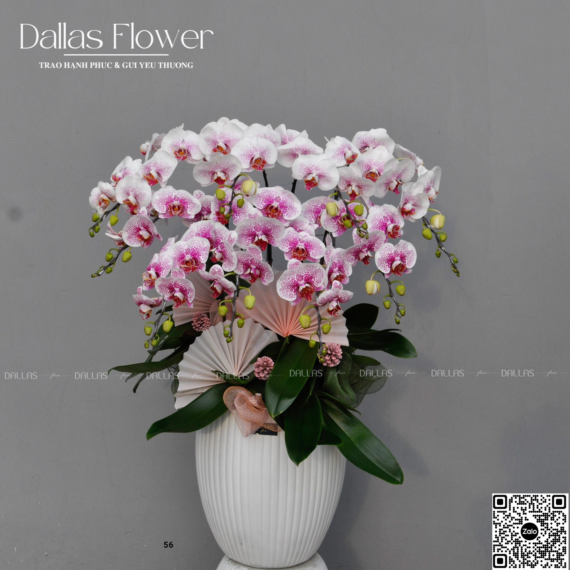 TIA - Lan Hồ Điệp Món Quà Tặng Sinh Nhật Ý Nghĩa Tặng Sếp