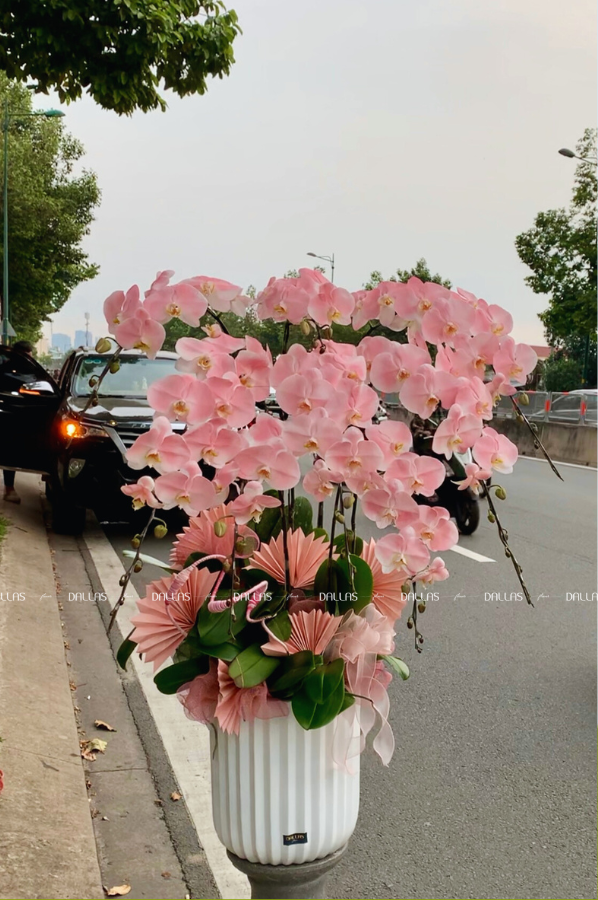 Chậu Lan Hồ Điệp Hồng Pastel 8 Cành (Đ8-NH1/04)