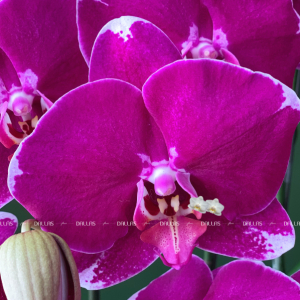 Chậu Lan Hồ Điệp Đột Biến Tím 8 Cành (Đ8-ĐB1/02)