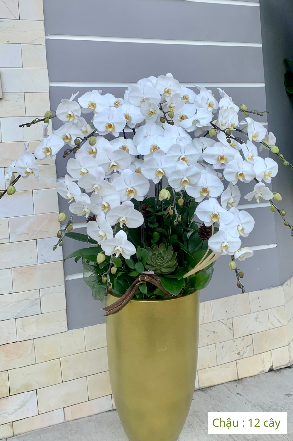 Bệnh Viện 175 - Chậu Lan Hồ Điệp Trắng, Món Quà Tặng Sinh Nhật Ý Nghĩa Cho Sếp Nam