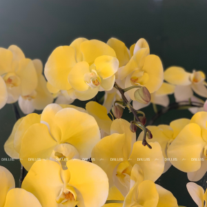 Chậu Lan Hồ Điệp Màu Vàng Gold 8 Cành (Đ8-NV1/01)