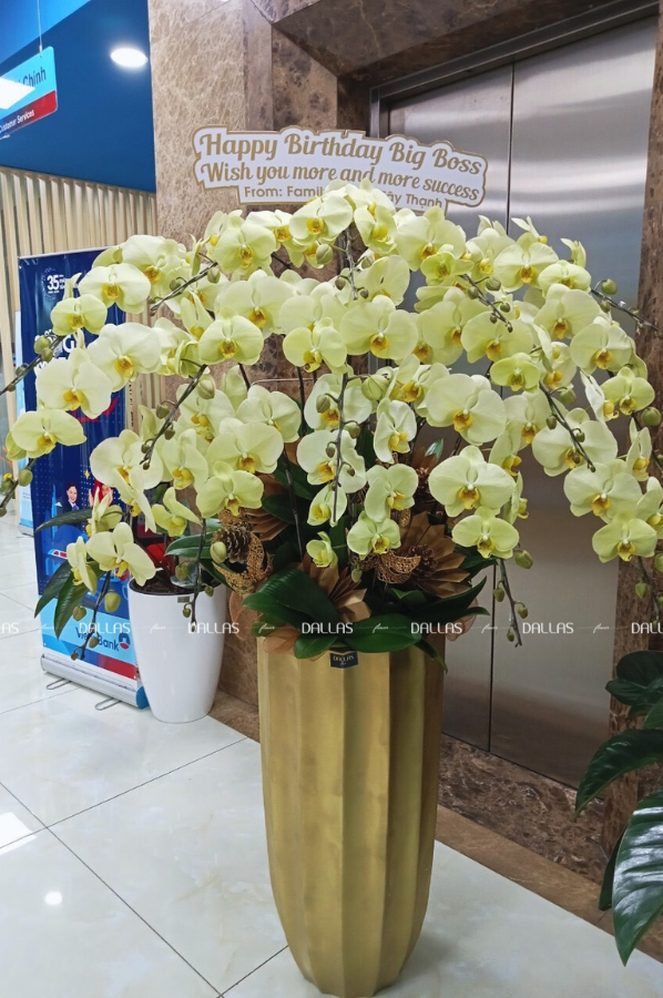 Vietinbank - Chậu Lan Hồ Điệp Màu Xanh Táo Món Quà Tặng Sinh Nhật Sếp