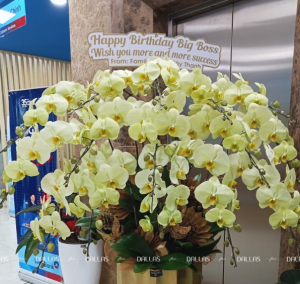 Vietinbank - Chậu Lan Hồ Điệp Màu Xanh Táo Món Quà Tặng Sinh Nhật Sếp