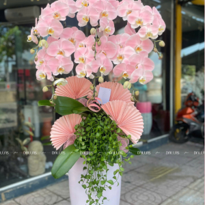 Chậu Lan Hồ Điệp Hồng Pastel Signature 6 Cành (Đ6-NH1/03)