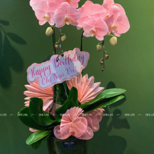 Chậu Lan Hồ Điệp Hồng Pastel 2 Cành (Đ2-NH1/01)
