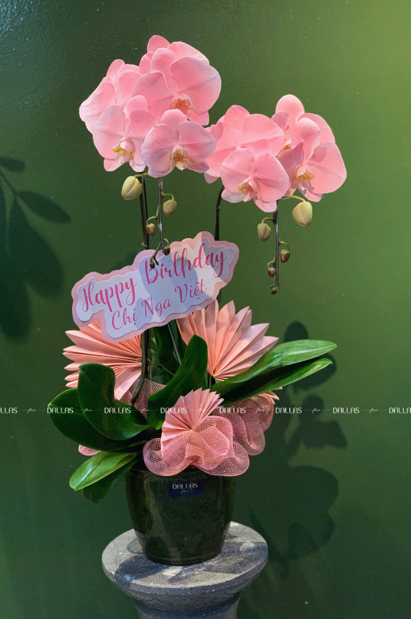 3Chậu Lan Hồ Điệp Hồng Pastel 2 Cành (Đ2-NH1/01) Chậu Lan Hồ Điệp Hồng Pastel 2 Cành (Đ2-NH1/01)