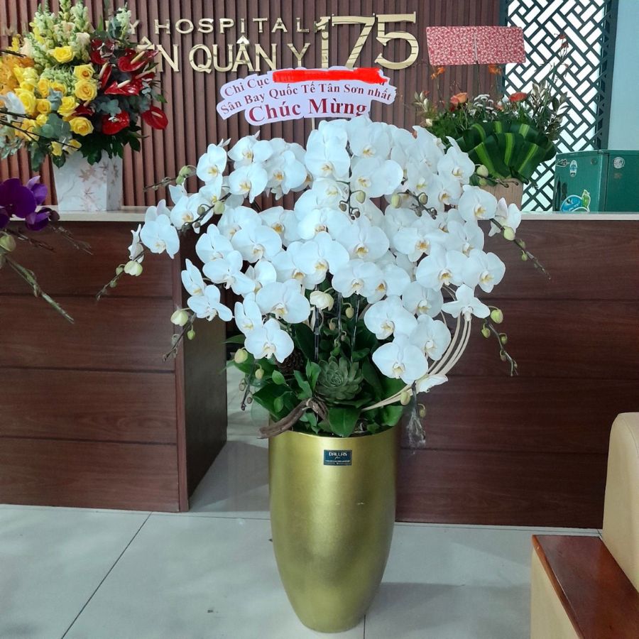 Bệnh Viện 175 - Chậu Lan Hồ Điệp Trắng, Món Quà Tặng Sinh Nhật Ý Nghĩa Cho Sếp Nam
