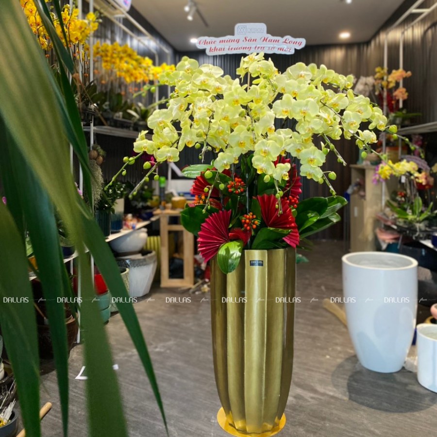 Nam Long - Chậu Hoa Lan Hồ Điệp Chúc Mừng Khai Trương Trụ Sở Mới