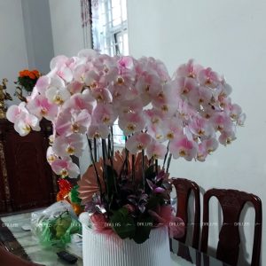 Chậu Lan Hồ Điệp Hồng Pastel 16 Cành Đôi (Đ8-NH2/01)