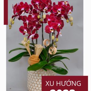 Chậu Lan Hồ Điệp Đỏ Ngọc Trai 5 Cành (Đ5-Đ1/01)
