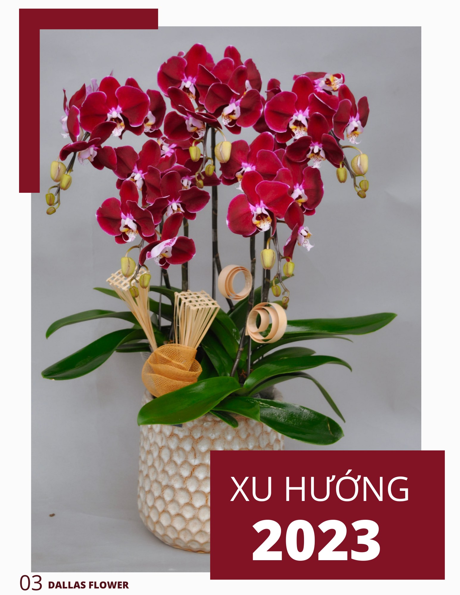 Chậu Lan Hồ Điệp Đỏ Ngọc Trai 5 Cành (Đ5-Đ1/01)