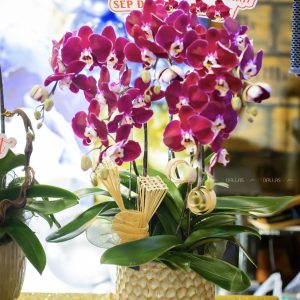 Chậu Lan Hồ Điệp Đỏ Ngọc Trai 5 Cành (Đ5-Đ1/01)