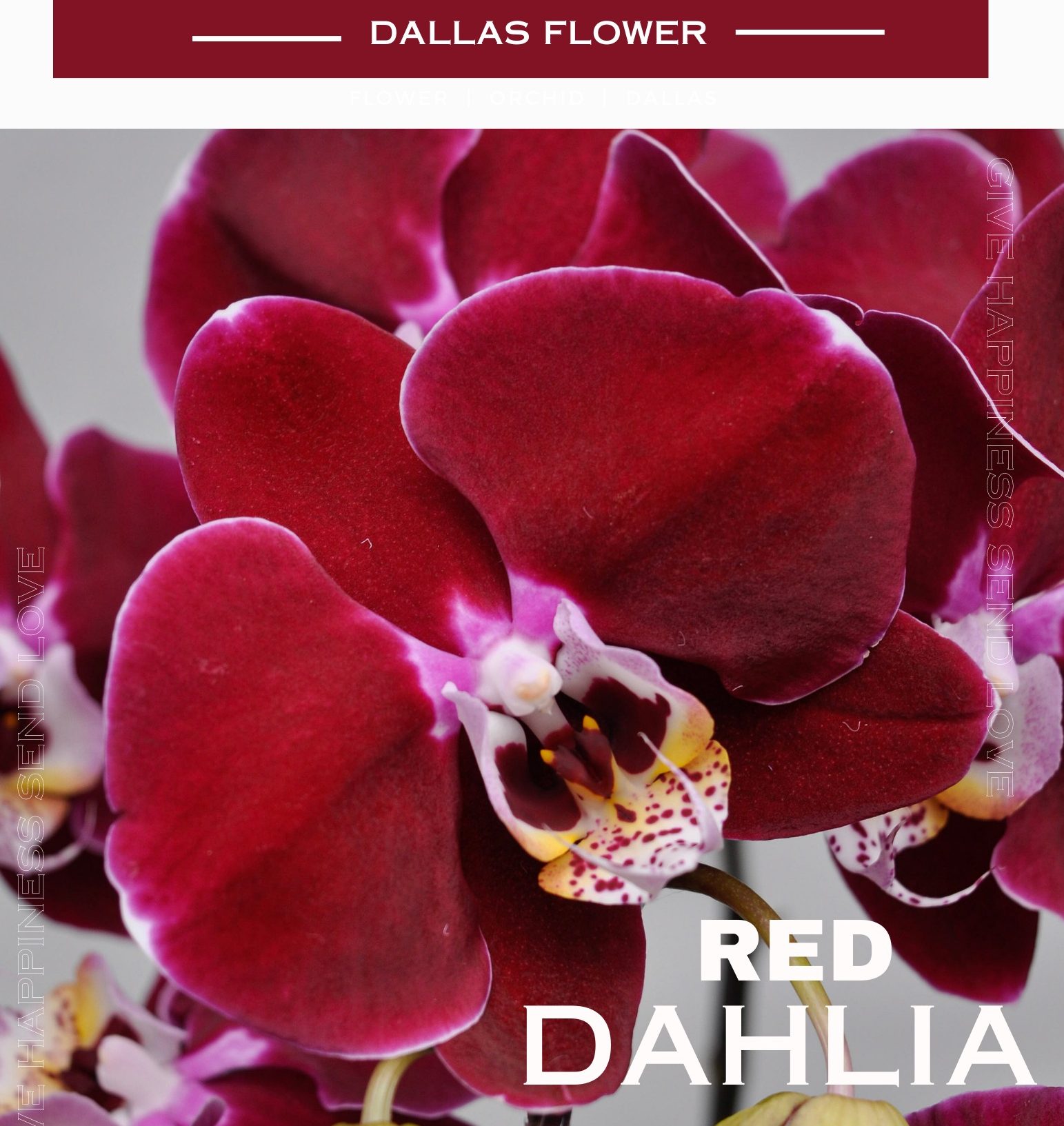 Chậu Lan Hồ Điệp Đỏ Ngọc Trai 5 Cành (Đ5-Đ1/01)