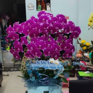 Chậu Lan Hồ Điệp Đột Biến Tím 8 Cành (Đ8-ĐB1/02)