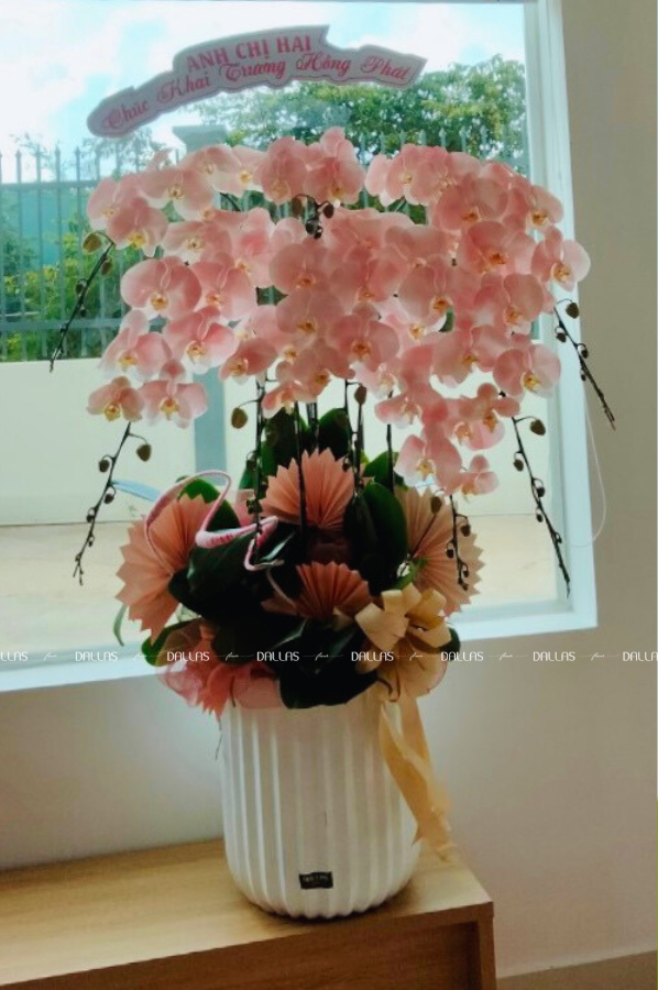 Chậu Lan Hồ Điệp Hồng Pastel - Món Quà Độc Đáo Cho Ngày Khai Trương