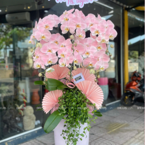Chậu Lan Hồ Điệp Hồng Pastel Signature 6 Cành (Đ6-NH1/03)