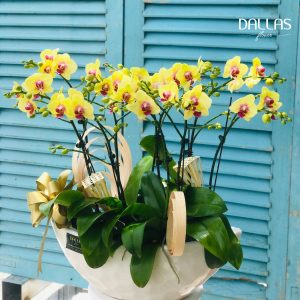 Chậu Lan Hồ Điệp Mini Vàng 10 Cành Đôi (M5-V2/01)