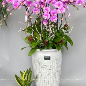 Chậu Lan Hồ Điệp Hồng 15 Cành (Đ15-H1/01/C)