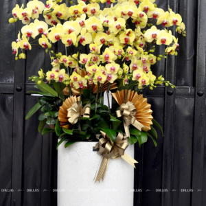 Chậu Lan Hồ Điệp Vàng 24 Cành Đôi (Đ12- V2/01/C)