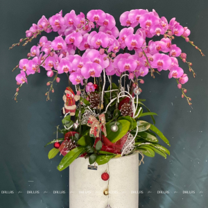 Chậu Lan Hồ Điệp Hồng 15 Cành (Đ15-H1/02/C)