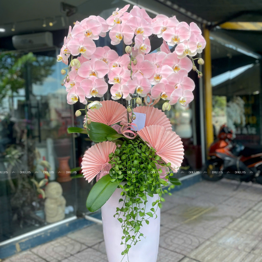 Chậu Lan Hồ Điệp Hồng Pastel Signature 6 Cành (Đ6-NH1/03) Chậu Lan Hồ Điệp Hồng Pastel Signature 6 Cành (Đ6-NH1/03)