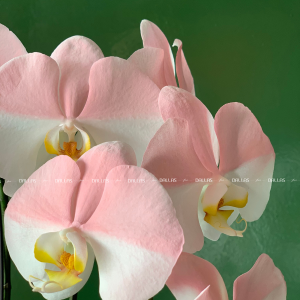 Chậu Lan Hồ Điệp Hồng Pastel Signature 2 Cành (Đ2-NH1/02)