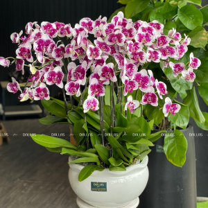 Chậu Lan Hồ Điệp Đột Biến 20 Cành (Đ20-ĐB1/02)