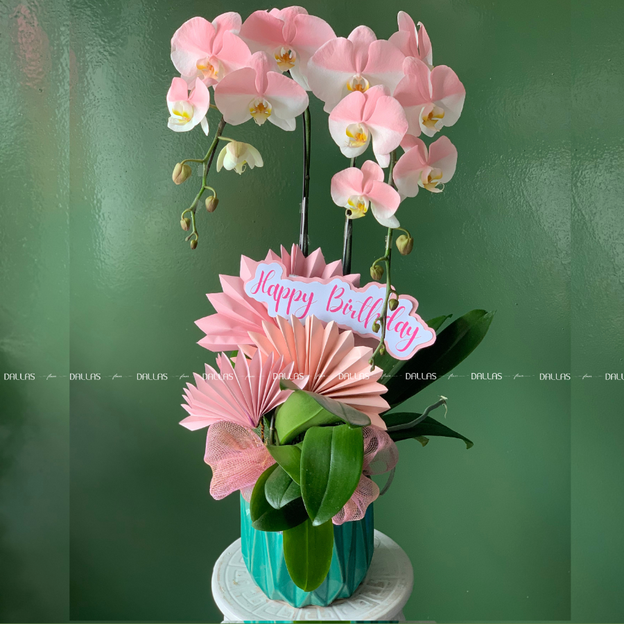 Chậu Lan Hồ Điệp Hồng Pastel Signature 2 Cành (Đ2-NH1/02) Chậu Lan Hồ Điệp Hồng Pastel Signature 2 Cành (Đ2-NH1/02)