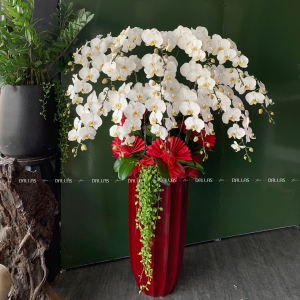 Chậu Hoa Lan Hồ Điệp Trắng 15 Cành (Đ15-TR1/09/CP)