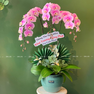 Chậu Lan Hồ Điệp Hồng Anna 3 Cành (Đ3-H1/04)
