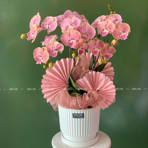 Chậu Lan Hồ Điệp Mini Hồng 6 Cành Đôi (M3-H2/04)