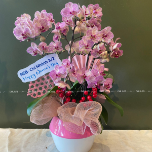 Chậu Lan Hồ Điệp Mini Hồng 6 Cành Đôi (M3-H2/05)
