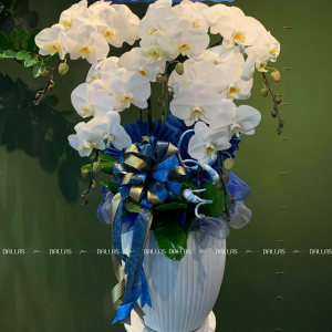 Chậu Hoa Lan Hồ Điệp Trắng 5 Cành (Đ5-TR1/19)