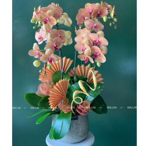 Chậu Lan Hồ Điệp Cam 4 Cành (Đ4-C1/01)